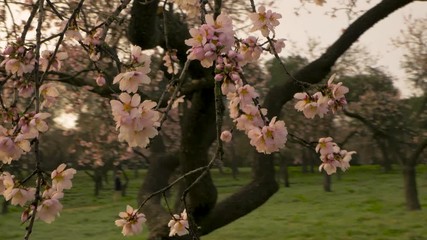 Wall Mural - Branches of blooming almond tree with pink flowers on the foreground with alleys of almond trees in bloom at Quinta de los Molinos city park downtown Madrid at Alcala street in early spring.