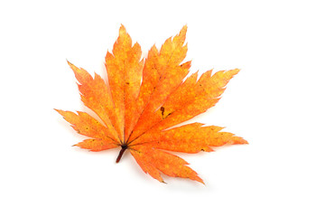 autumn maple leaf