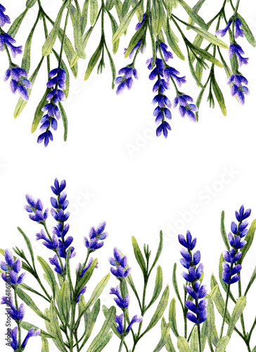 Watercolor lavender flowers and leaves. Hand-drawn illustration. Greeting card template isolated on white background.