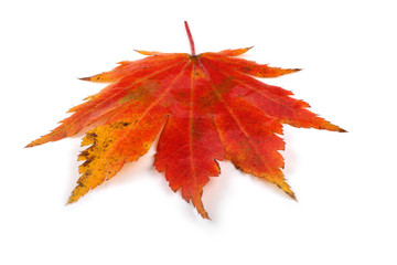 autumn maple leaf