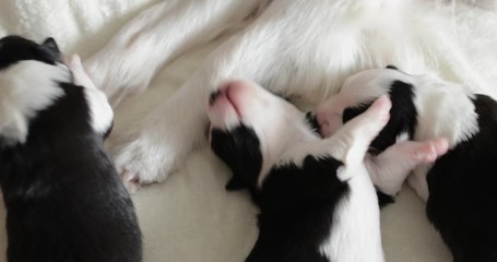 Wall Mural - three little cute blind black and white newborn puppies in the arms of a girl's arms. border collie dog