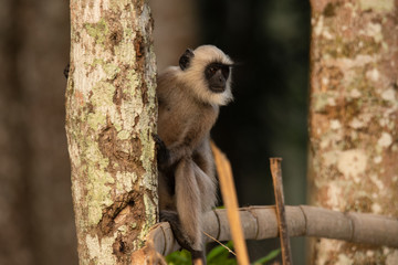 Grey langur peaking form a tree