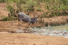 Male Nyala Drinking Water In Kruger