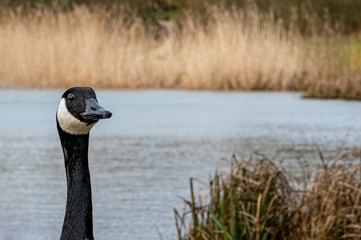 Wall Mural - Portrait of a Canada Goose (branta canadensis)