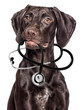 dog vet and stethoscope on a white background