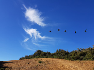 Wall Mural - Campagna di Sardegna