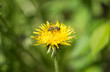  Close-up of a bee sitting on a dandelion flower
