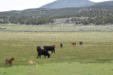 cows on pasture