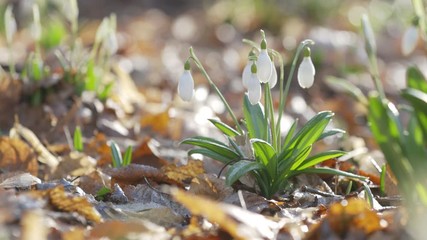 Wall Mural - tender spring flowers snowdrops harbingers of warming symbolize the arrival of spring. white bloomin