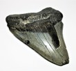 Carcharocles Megalodon Zahn Fossil Hai