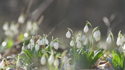 Wall Mural - tender spring flowers snowdrops harbingers of warming symbolize the arrival of spring. white bloomin