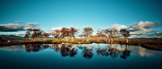 Trees reflecting on the lake surface and cloudy sky. Norway