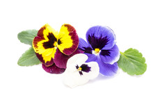 Pansy Flower Isolated On White Background