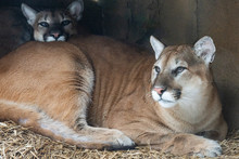 Two Cougars Resting