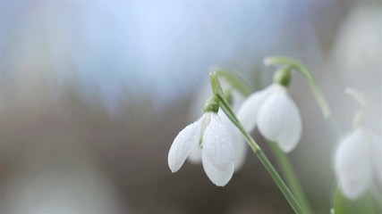 Wall Mural - tender spring flowers snowdrops harbingers of warming symbolize the arrival of spring. white bloomin