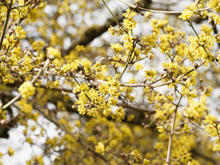 Canvas Print - (Cornus mas) Blüte der Kornelkirsche oder Gelber Hartriegel, sehr schöner baumartiger Strauch