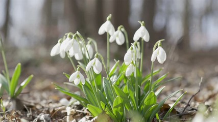 Wall Mural - tender spring flowers snowdrops harbingers of warming symbolize the arrival of spring. white bloomin