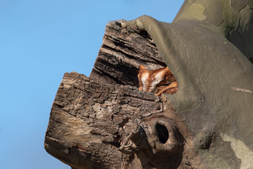 Wall Mural - An Eastern Screech Owl sunning itself on a winters morning.