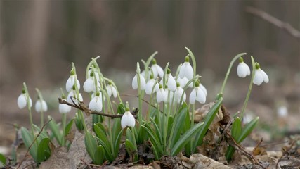 Wall Mural - tender spring flowers snowdrops harbingers of warming symbolize the arrival of spring. white bloomin