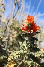 Boasting Small Orange Blossoms As Winter In The Southern Mojave Desert Begins To Fade Is Emorys Globemallow, Sphaeralcea Emoryi, A Native In Joshua Tree National Park.