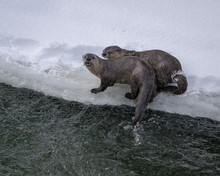 Mother River Otter And Her Pup In Yellowstone