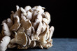 © Andrew Scrivani - Side view of maitake mushroom