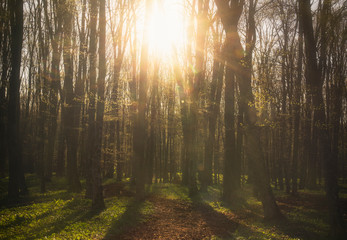 rays of sun in the forest