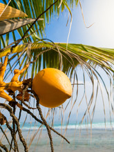 Closeup Photo Of Yellow Coconuts Growing On Hte Beach Of Tropical Island At Indian Ocean
