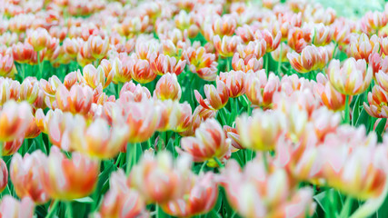 Wall Mural - Beautiful bouquet of tulips in the garden ,nature background.