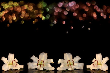 beautiful photo, white Lily on a shiny background