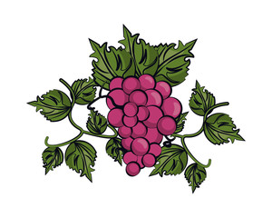 Poster - grapes fresh fruits isolated icon