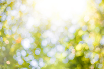Wall Mural - green leaf background blurred leaves, circular bokeh, abstract from beautiful leaves, green nature c