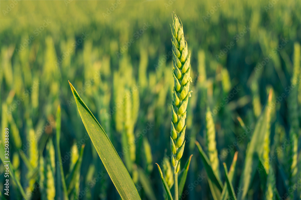Close up of barley ear with green field on the background - obrazy, fototapety, plakaty 