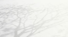 Abstract Shadows, Blurred Background Of Gray Leaves And Natural Trees That Reflect Concrete Walls, Fallen Branches On White Wall Surfaces For Blurred Backgrounds And Black And White Wallpapers.