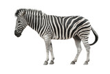 Fototapeta Konie - Zebra isolate with clipping path on white background