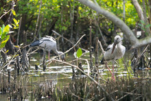 Two Wild Asian Openbill Storks Walk On A Swamp With Thickets Of Plants