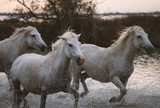 Fototapeta Konie - White horses