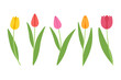 Colored tulips on a white background. Colorful flowers for your design. 