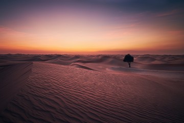 Wall Mural - Desert landscape at dusk