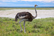 © art_zzz - Ostrich