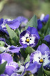 Pansy - Viola x wittrockiana. light purple  color.