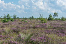 Landscape Of Bog Filled With Blooming Purple Common Heather (Calluna Vulgaris)