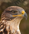 © Natalie - Ferruginous Buzzard Head Shot Looking To Side