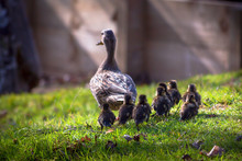 Mother Duck And Ducklings On Grass