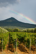 View through the rows of a vineyard with a mountain and a rainbow in the background