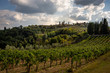 View over the rows of a vineyard with the town of San Gimignano, Tuscany on a hill in the background