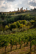 View over the rows of a vineyard with the town of San Gimignano, Tuscany on a hill in the background