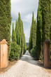 Driveway seamed with cypress trees to an estate in Bolgheri, Tuscany