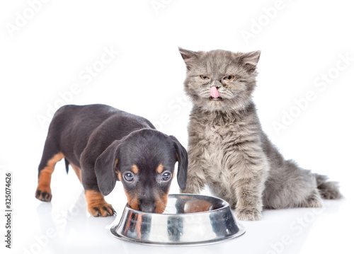 Dachshund puppy and kitten eat together from one bowl. isolated on white background © Ermolaev Alexandr