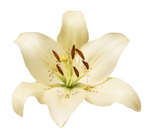 Elegant Lily Isolated On A White Background. Beautiful Head Flower. Spring Time, Summer. Easter Holidays. Garden Decoration, Landscaping. Floral Floristic Arrangement